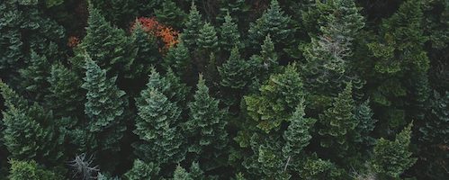 forest trees from above